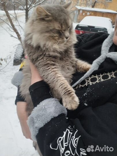 Жорик, он же Жорж и просто Георгий