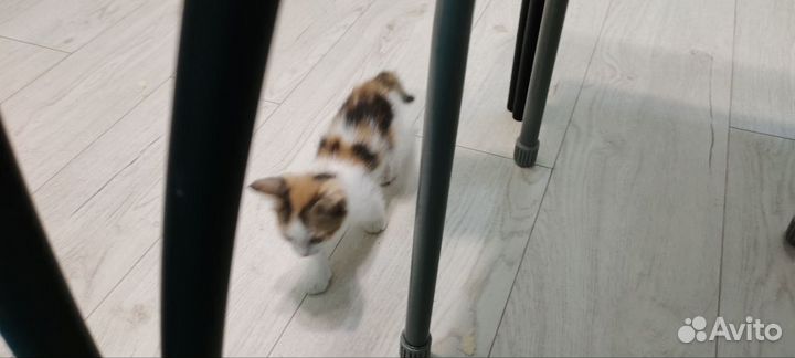 Отдаем котят в добрые руки