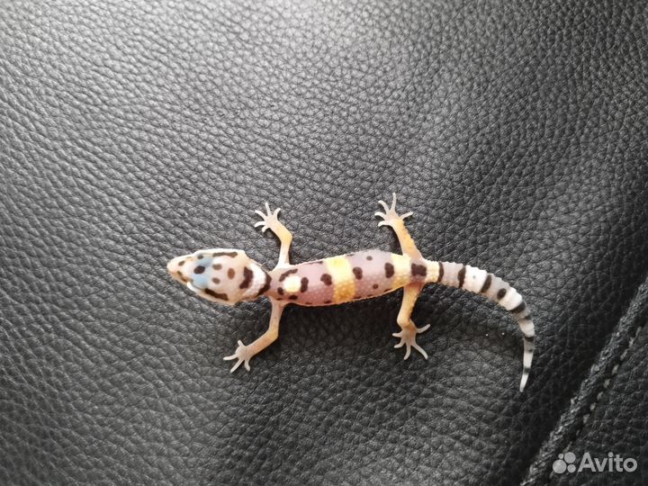 Эублефар ящерица