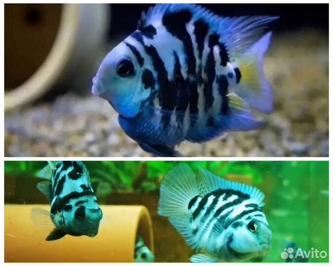 Голубая Панда породистые рыбки