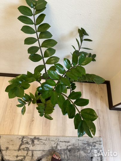 Комнатные растения цветы замиокулькас