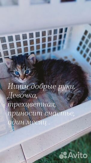 Кошка бесплатно