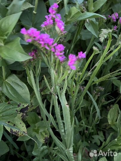 Статица сухоцвет