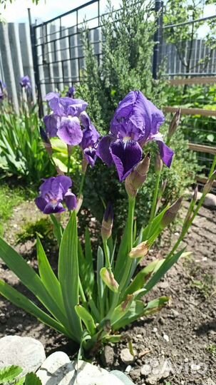 Ирисы, цветы садовые