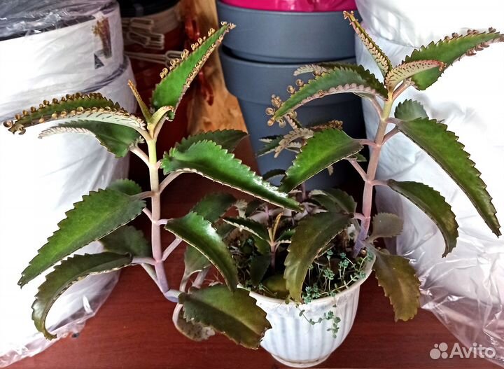 Каланхоэ живородящий