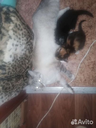 Котята от тайской мамы привезу