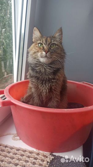 Сибирская кошка