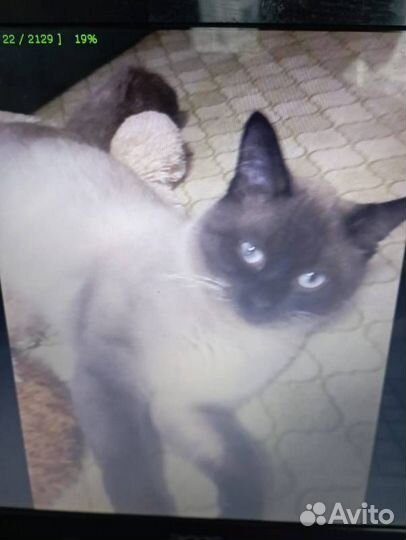 Отдам кота в добрые руки