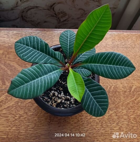 Разные цветы