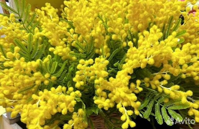 Мимоза искусственная