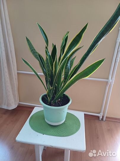 Сансевиерия