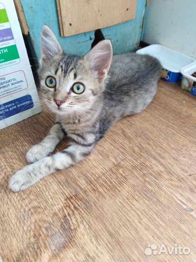 Котята ищут дом