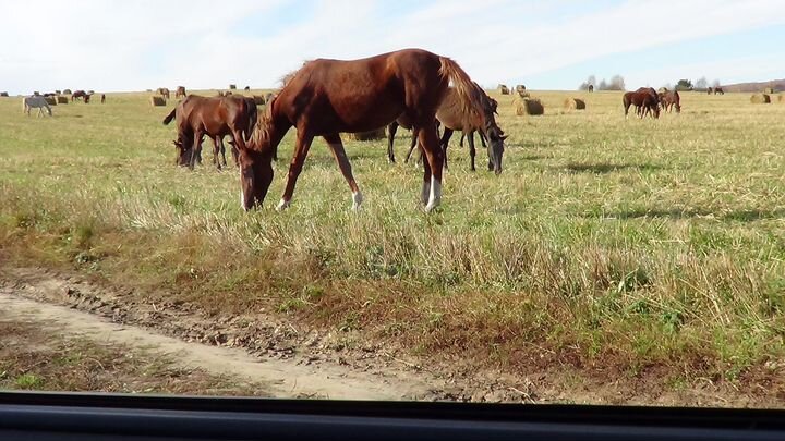 Участок 30 га (СНТ, ДНП)