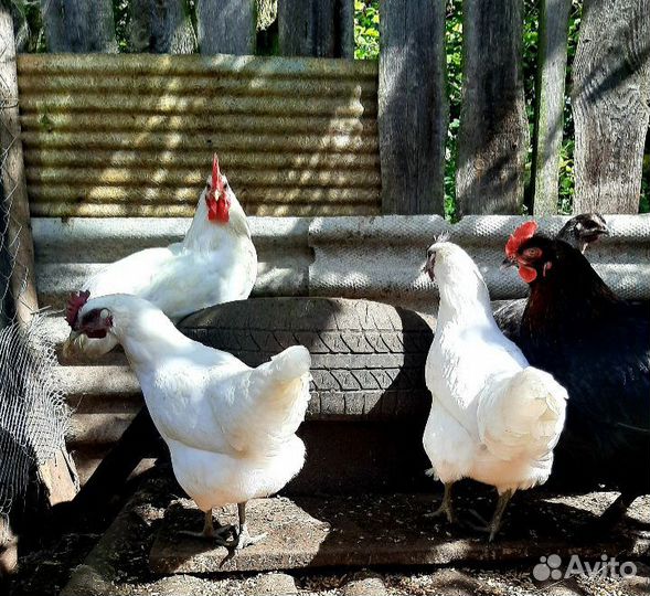 Лакеданзи И/Я