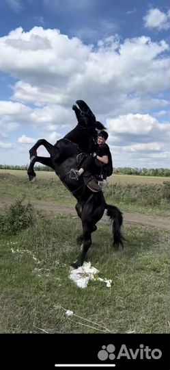 Жеребец карачаевской породы