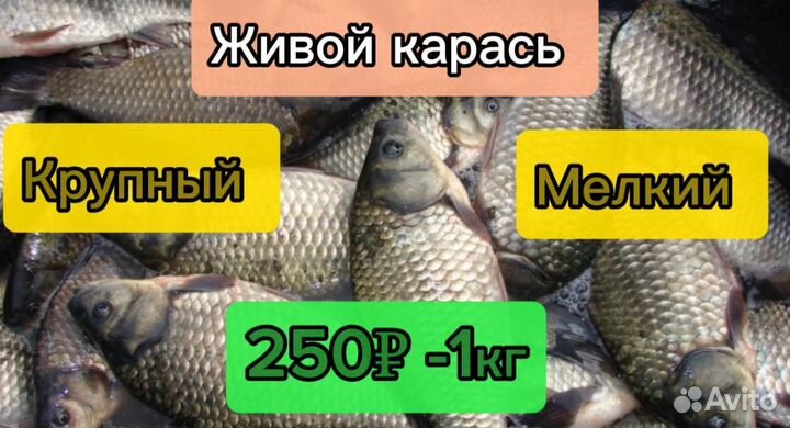 Свежая рыба