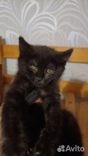 Британка в добрые руки