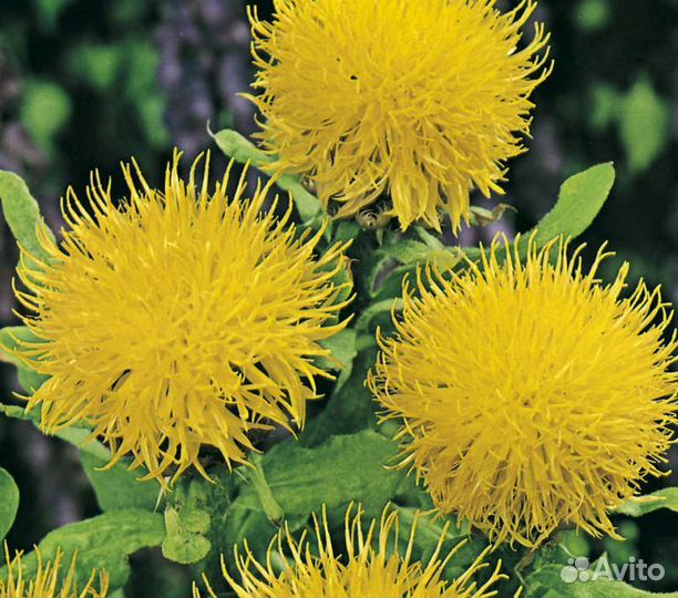 Декоративные многолетники для сада