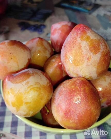 Саженцы плодовых деревьев