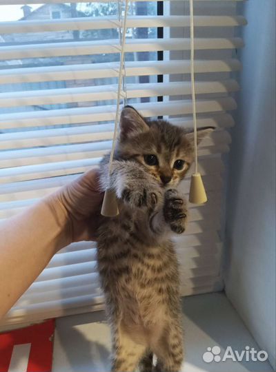 Кошка в дар бесплатно