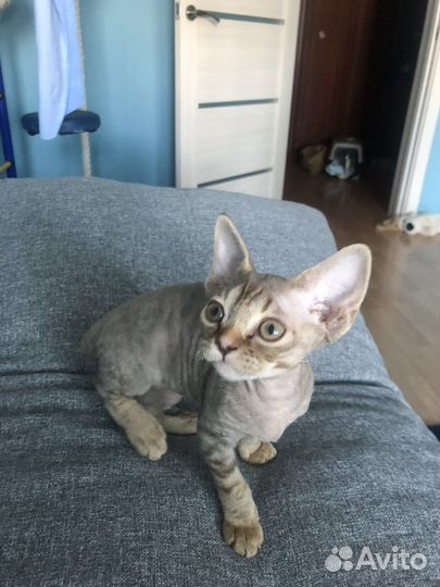 Девон-рекс кошка