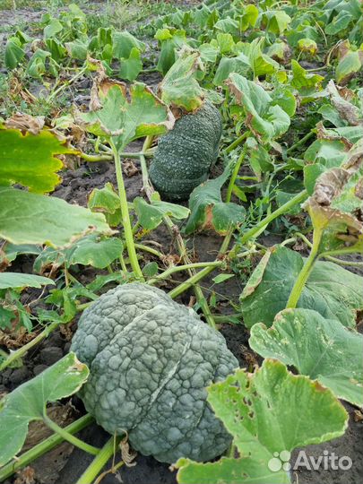 Тыква мраморная(жаба)