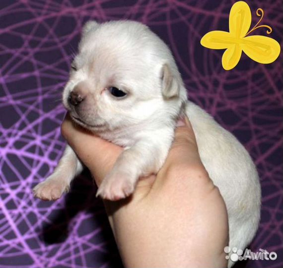 Щенки чихуахуа