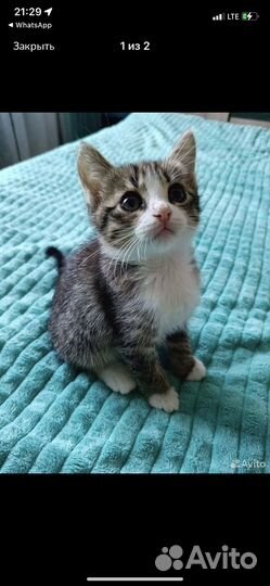 Котенок
