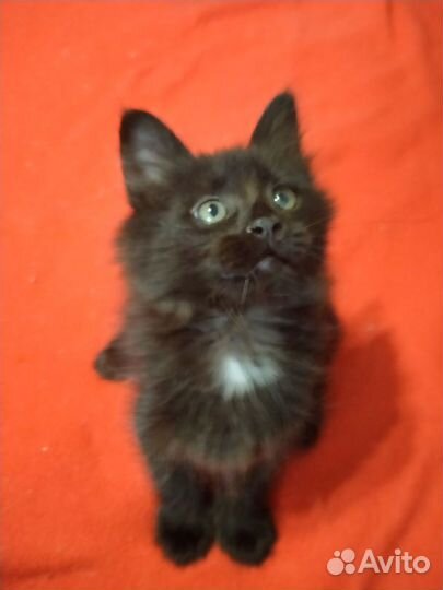 Помесь Мейн-куна котята готовы к переезду