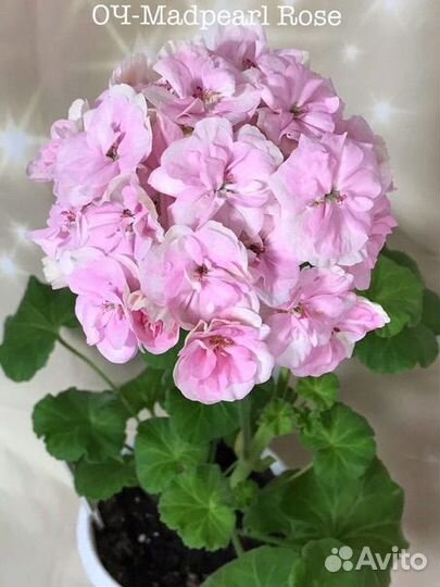 Пеларгония оч Madpearl Rose
