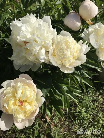 Пионы сортовые