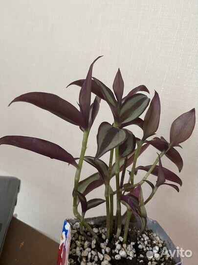 Комнатные растения