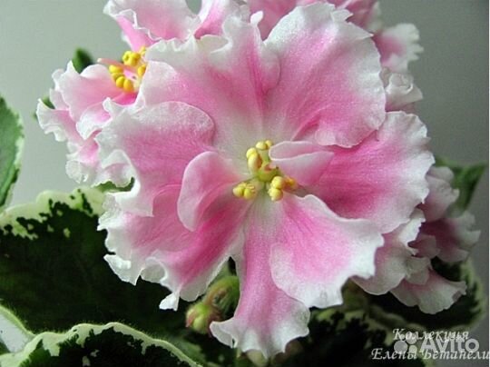 Фиалка Леший, Оptimara millenia лист, Ice Queen