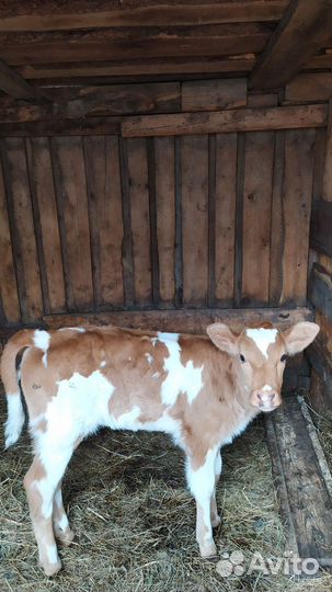 Телята телочки