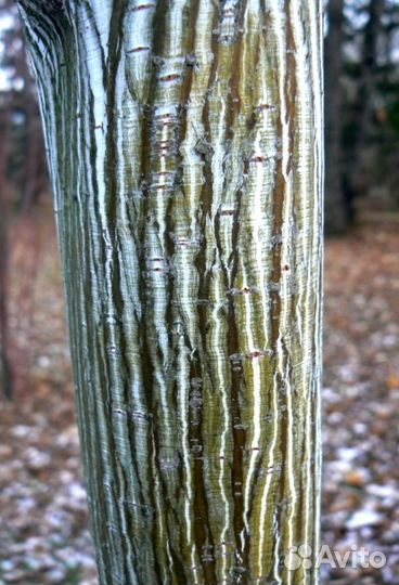 Клен змеекорый и бархатистый, семена