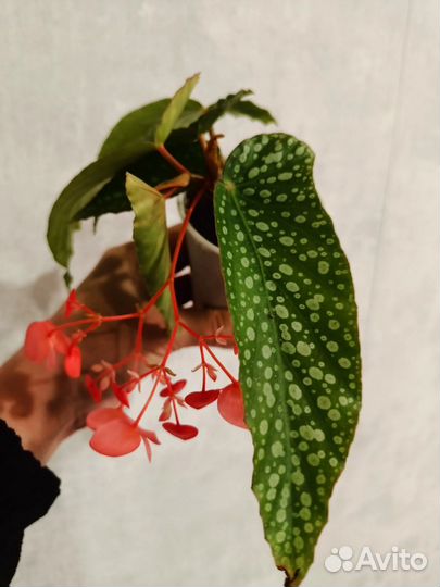 Бегония кейн