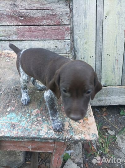 Продам щенков курцхаара