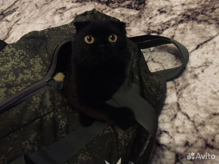 Шотландский кот. Вязка