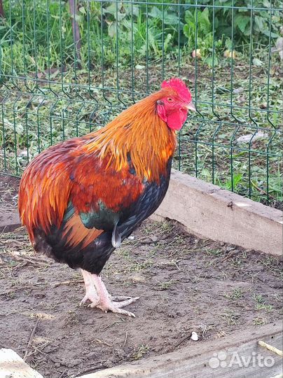 Петух Араукана