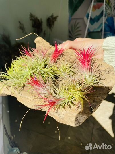 Тилландсия атмосферная