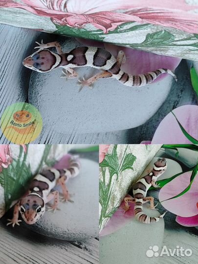 Эублефары малыши 2024 от 2500