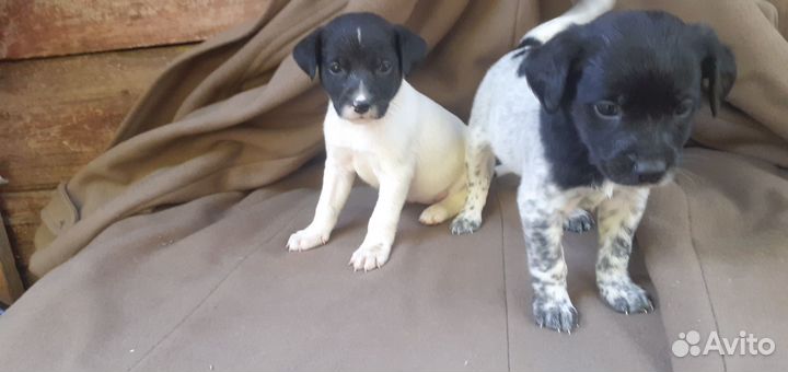 Щенки мама лабрадор