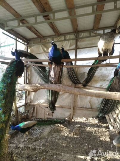 Павлины продажа