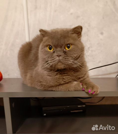 Шотландская кошка