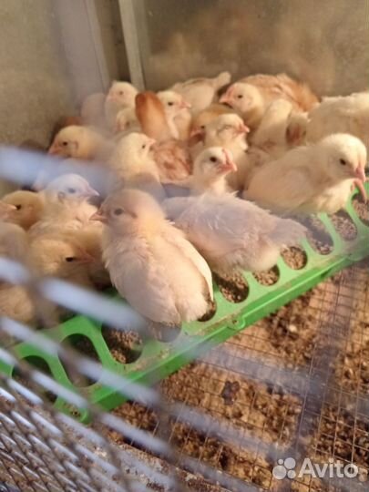 Цыплята