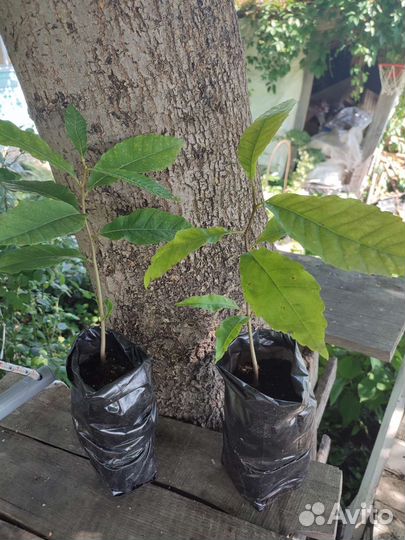 Каштан посевной съедобный кавказкий семена саженцы