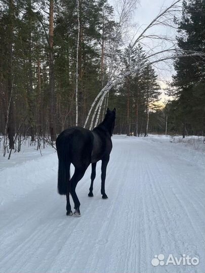 Продам лошадь