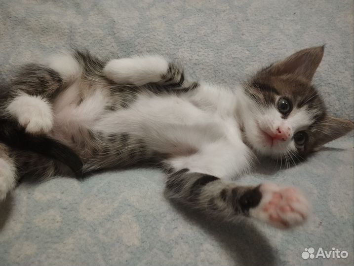 Котята в добрые руки 2 месяца