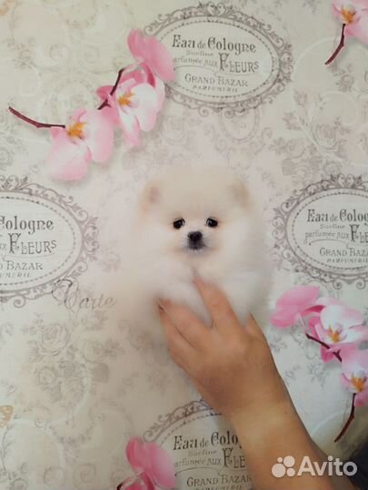 Шпиц красивая девочка