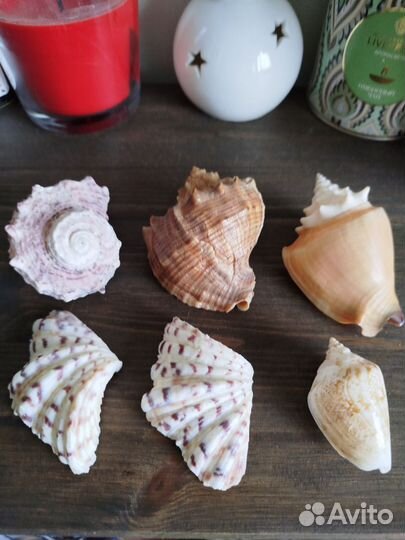 Морские ракушки